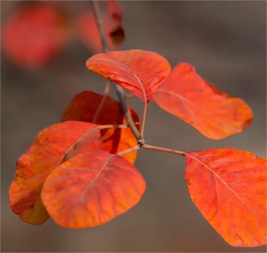 Cotinus Coggygria 