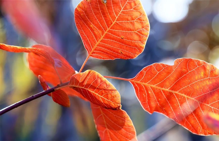 Cotinus Coggygria 