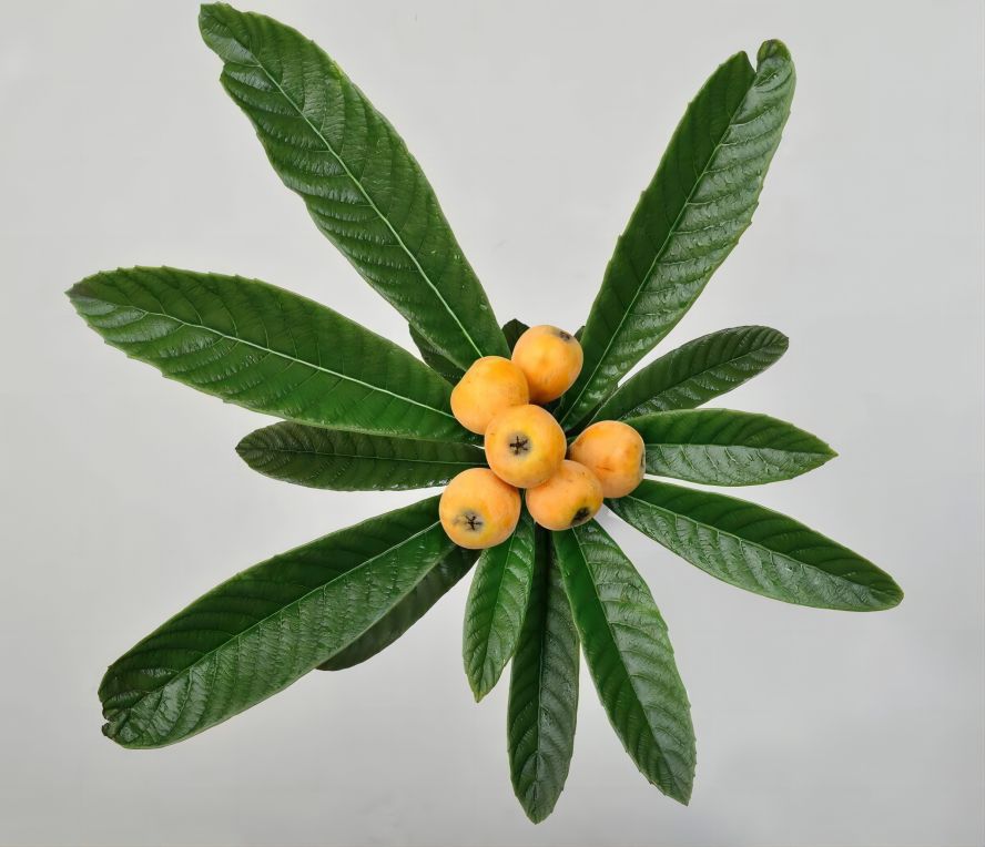 Loquat Leaf