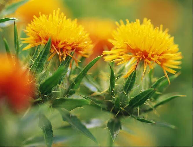 Safflower 