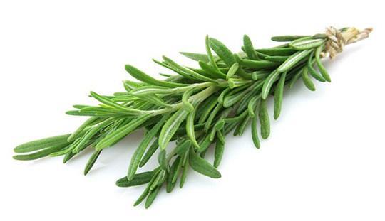 Rosemary  