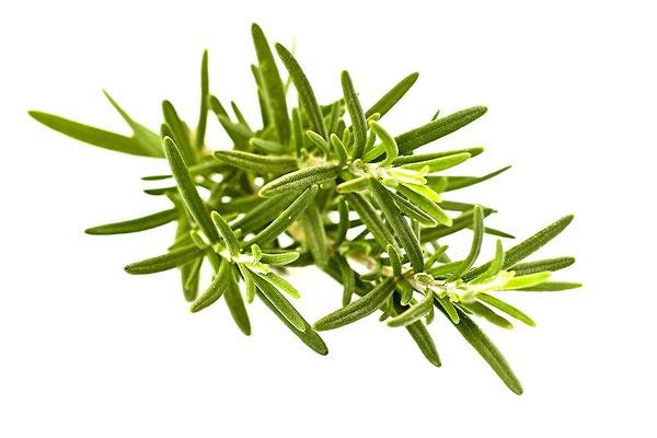 Rosemary