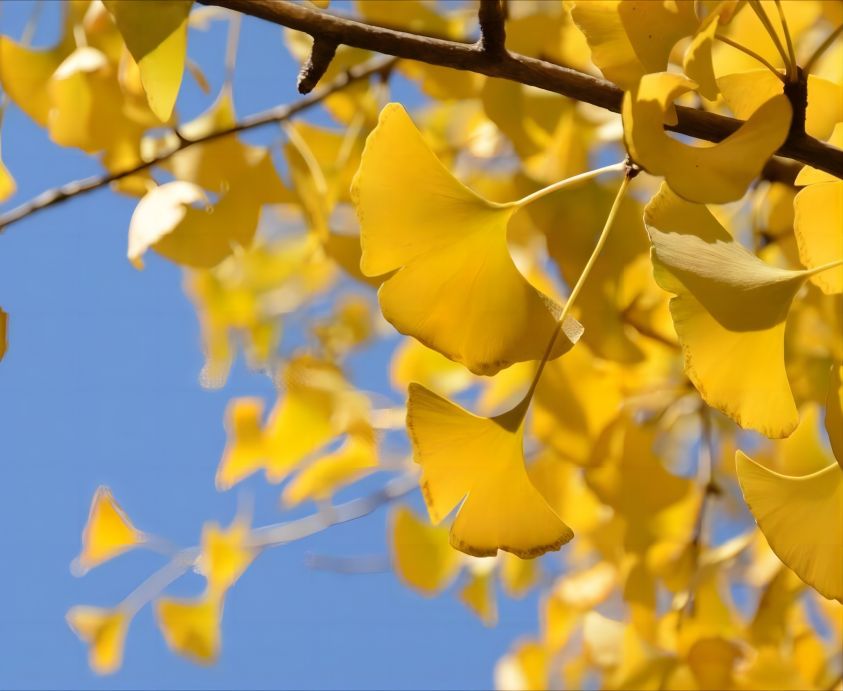 Ginkgo Biloba Leaf