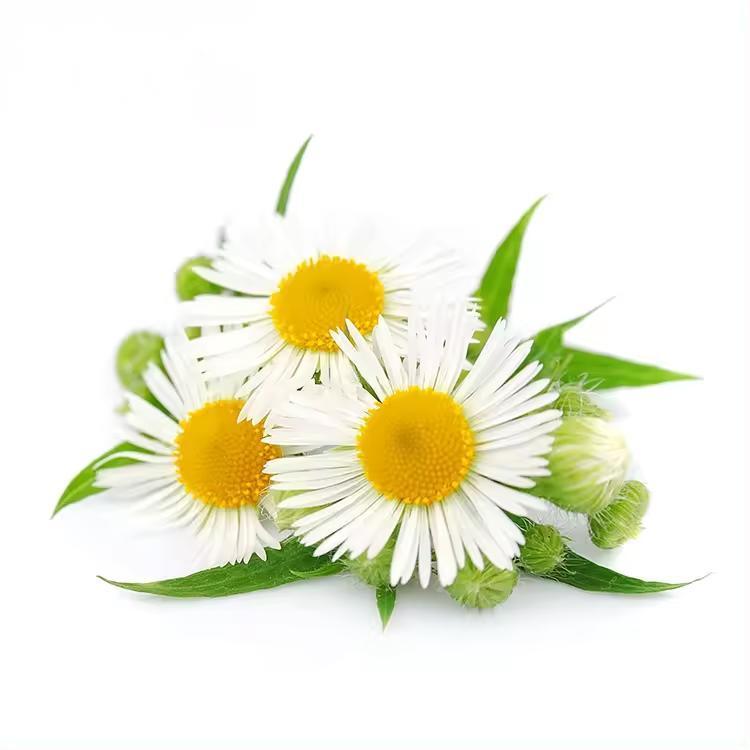 Chamomile