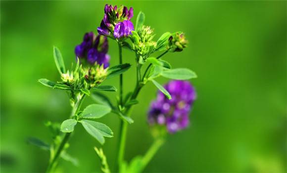  Alfalfa Leaf