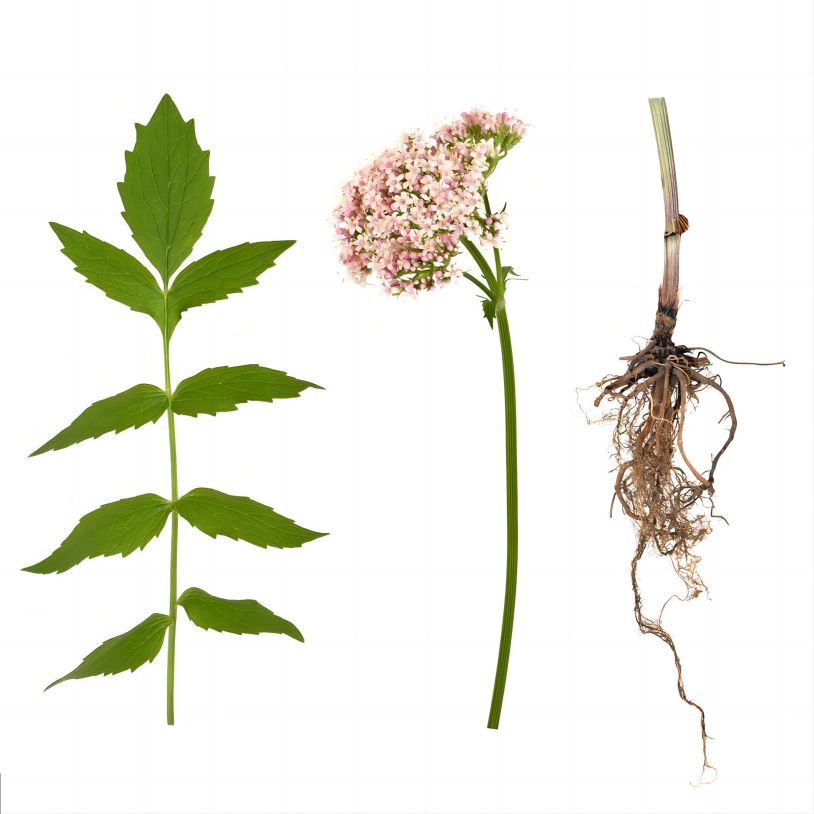 Valerian Root