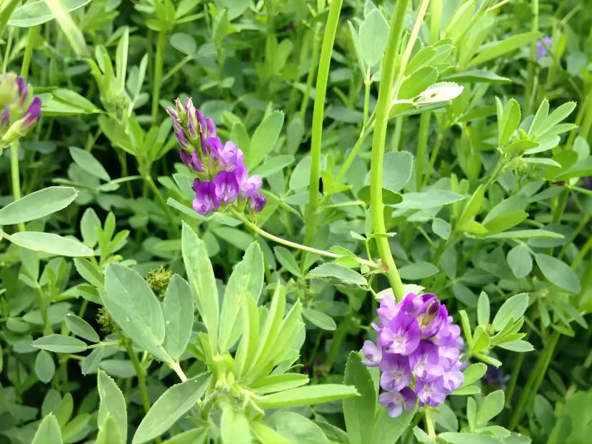 Alfalfa Leaf