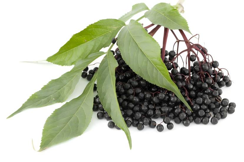 Elderberry 