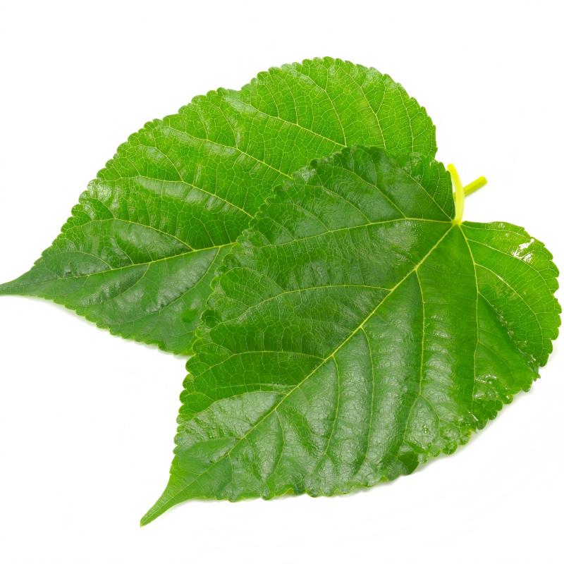 Standardized Mulberry